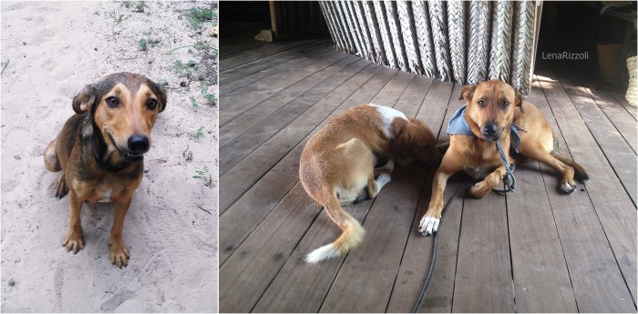 Conny & Frankie are free walking dogs on the beach and Zeppie is the dog of my friend Kerstin