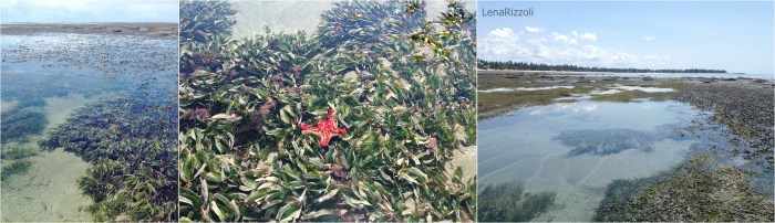 Tanzania - July, August, September 2016